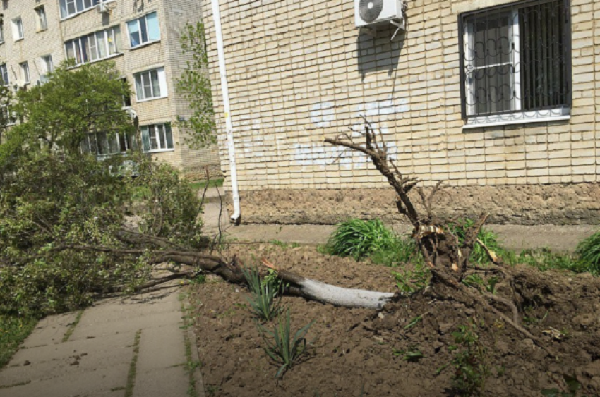 Ветер оборвал провода и повалил деревья под Краснодаром