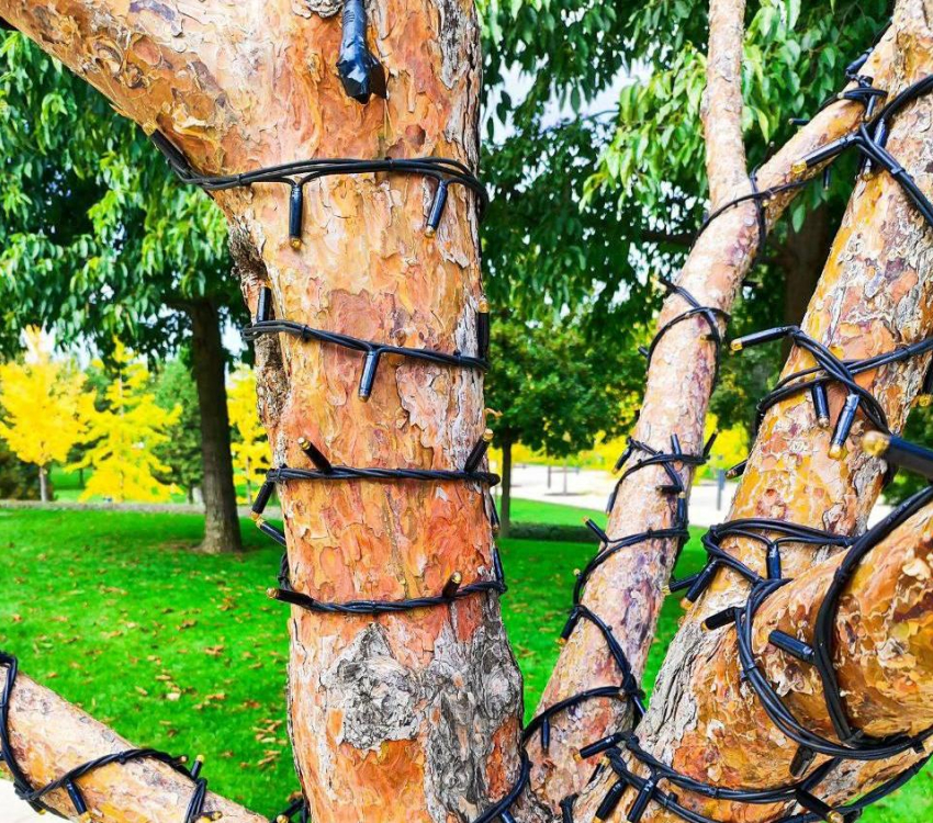 Парк Галицкого готовят в Краснодаре к Новому году 