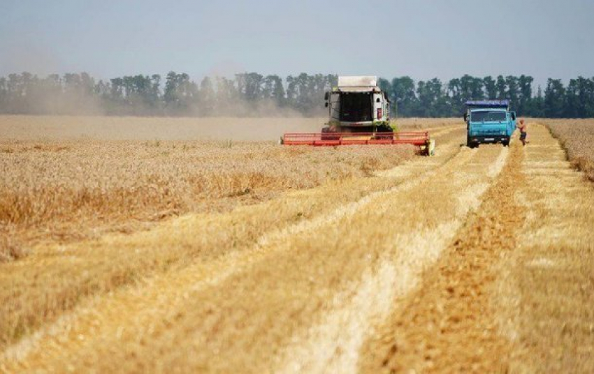  На Кубани собрали рекордный урожай зерновых 