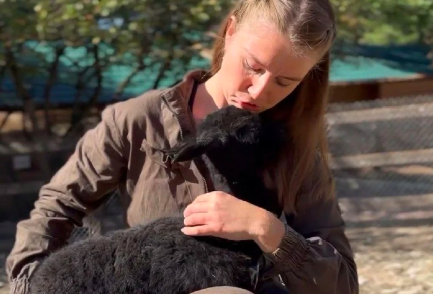 В Краснодарском крае новорожденный малыш альпаки шокировал своим размером