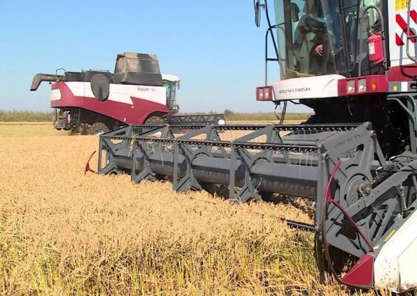 В Краснодарском крае уберут около 117 тысяч га рисовых полей