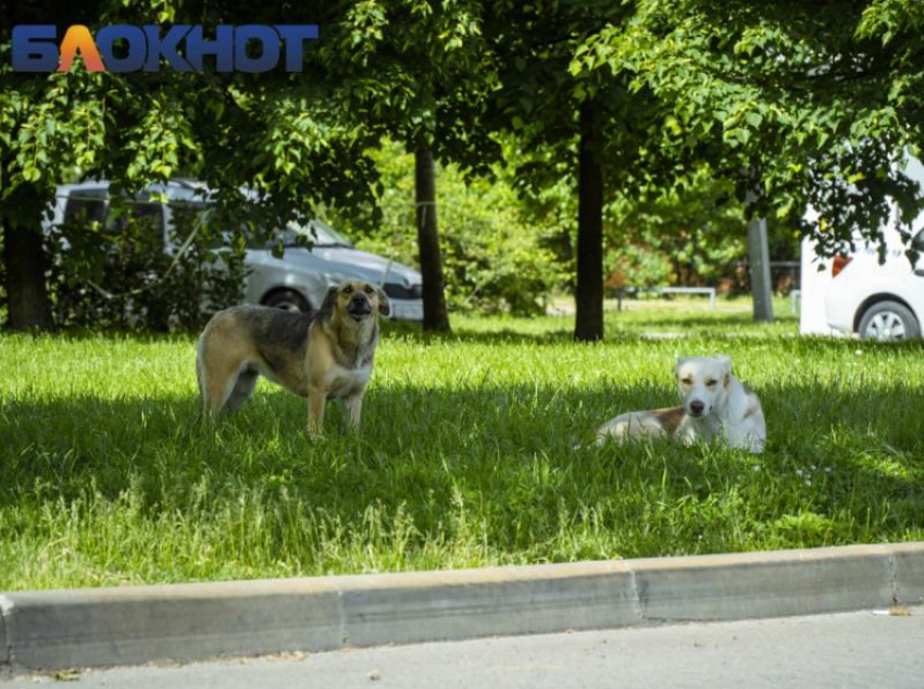 На Кубани владелец накинувшейся на ребенка собаки заплатит 25 тысяч рублей 