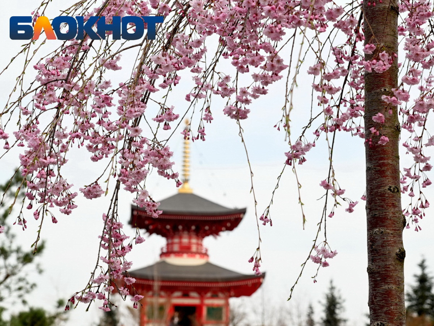 Ханами по-краснодарски: когда зацветет сакура в парке Галицкого в 2026 году