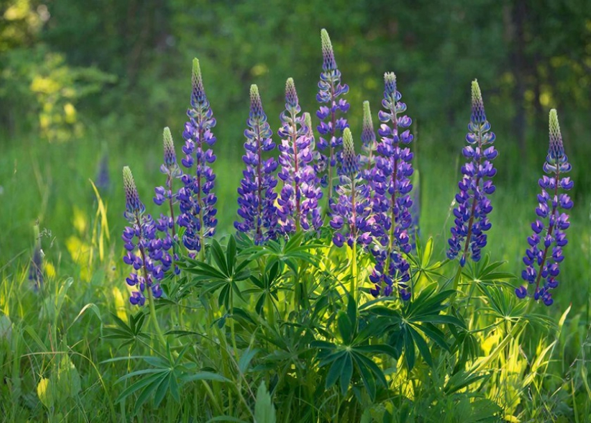Клён, люпин и череда: на Кубани утвердили список опасных растений