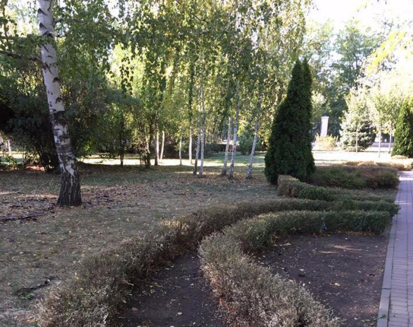 В Краснодарском дендрарии из-за халатности подрядчиков зеленую изгородь съели гусеницы