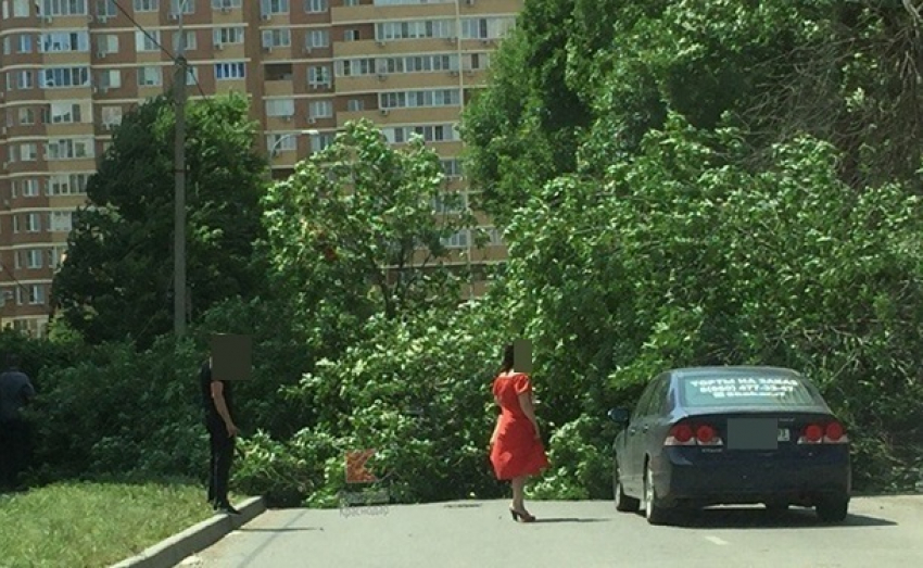 В Краснодаре дерево рухнуло на проезжую часть