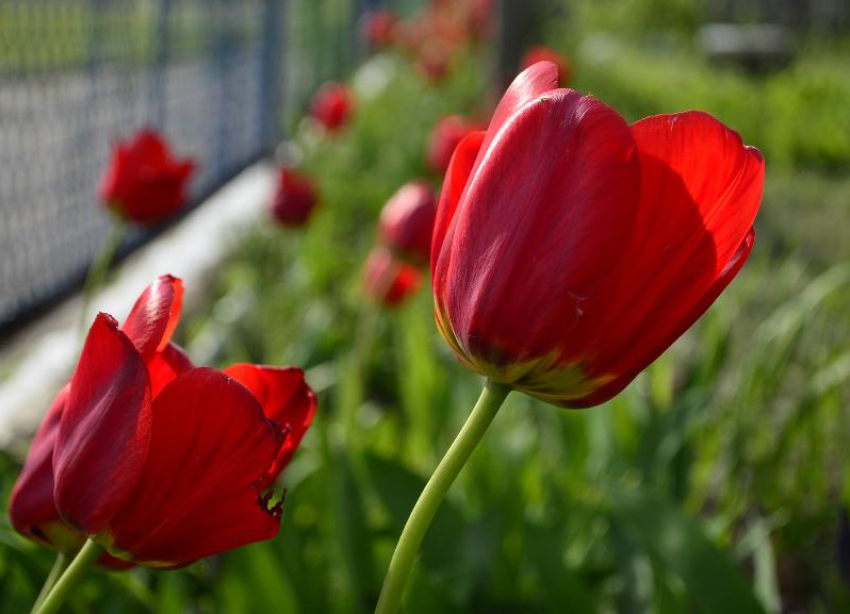 Мэр Краснодара обвинил непогоду в скудном количестве цветов в городе