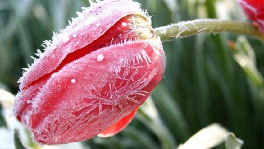 Экстренное предупреждение МЧС: в Туапсинском районе ожидаются заморозки