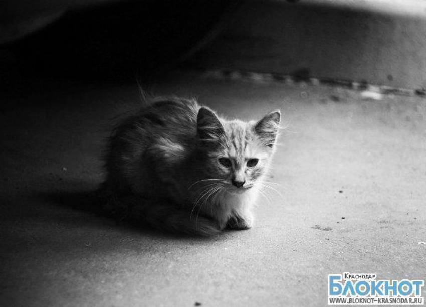 В Приморско-Ахтарске женщина осуждена за публичное убийство кота