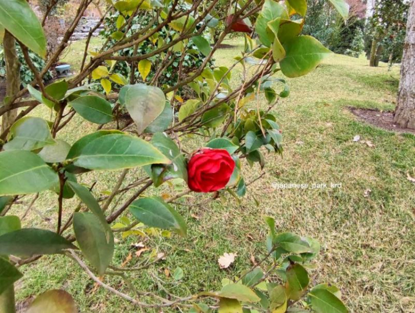 Яркие бутоны алой камелии распустились в парке Галицкого