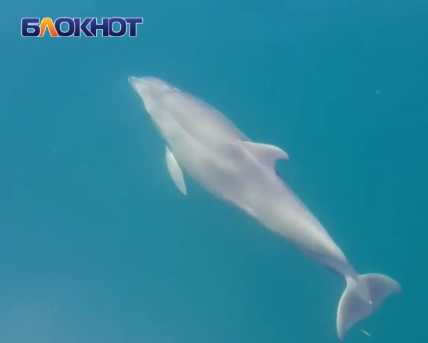 На курортах Краснодарского края раскрыли смертельные опасности при встрече с дельфинами в Чёрном море