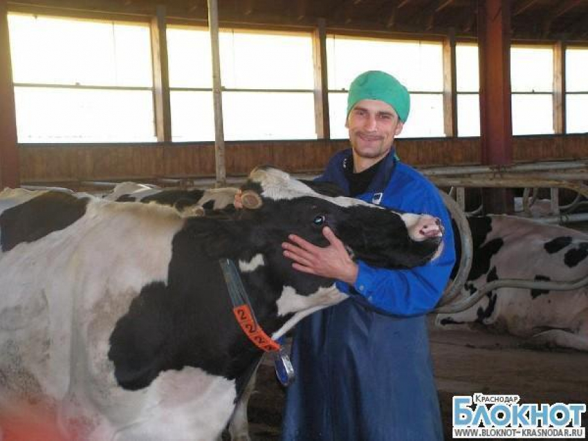 Соревнования дояров начались в Армавире 