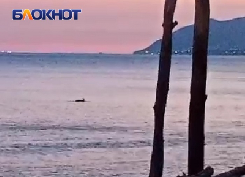 Туристов предупредили об опасности встреч с дельфинами на пляжах Чёрного моря