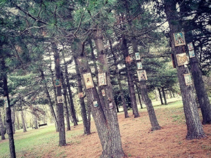 В Краснодаре в Ботаническом саду на деревья прибили иконы