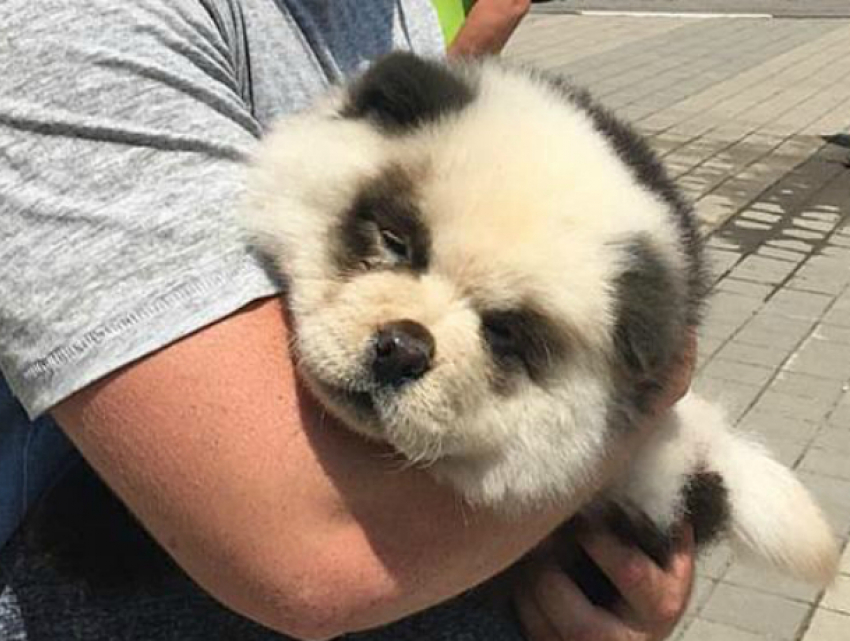 «Замученная» фотографами в Сочи панда оказалась перекрашенным щенком