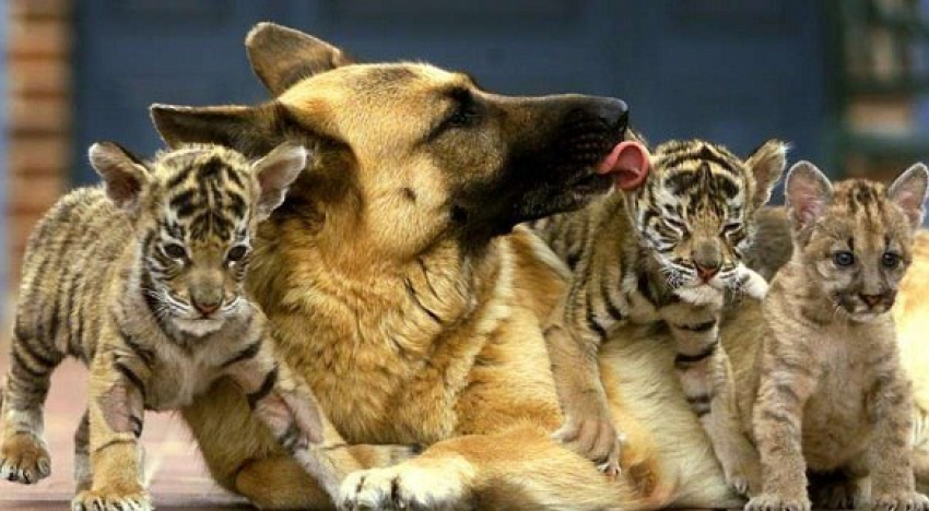 В Сочи новорожденных тигрят вскармливает собака