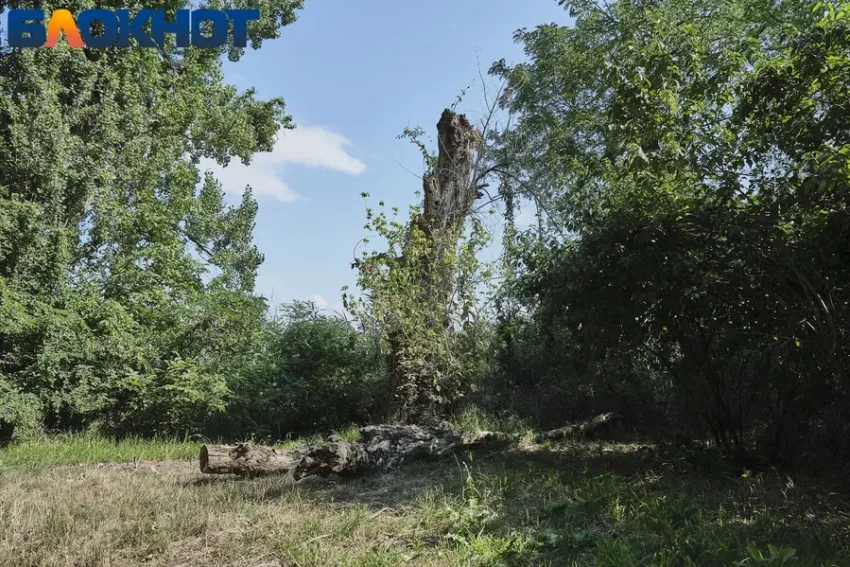 Без машины и костра: в Краснодарском крае до 17 августа ввели ограничение на пребывание в лесах