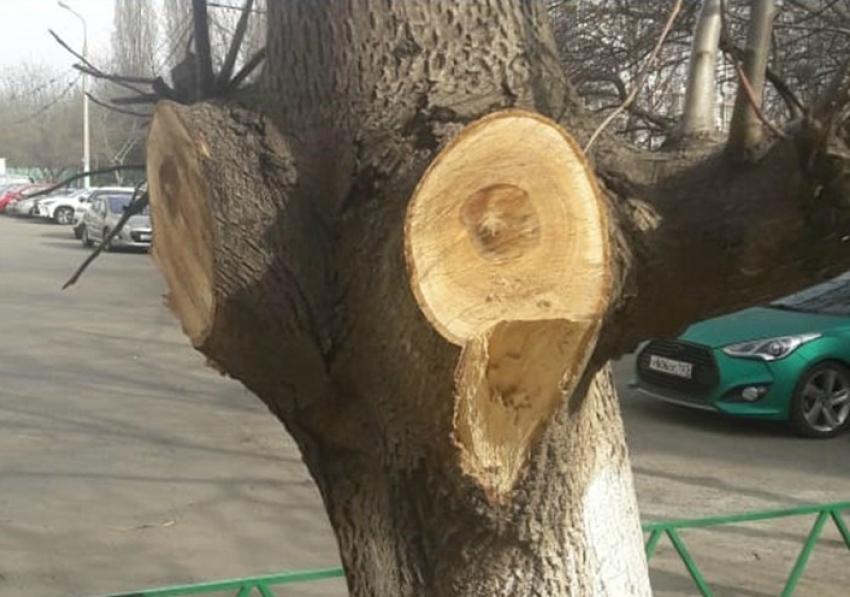 В мэрии Краснодара признали, что обрезка деревьев проходит с нарушениями