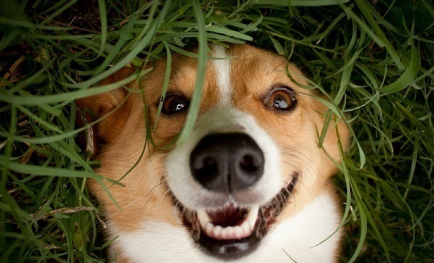 В Сочи разыграют «Кубок Барбоса-2015»