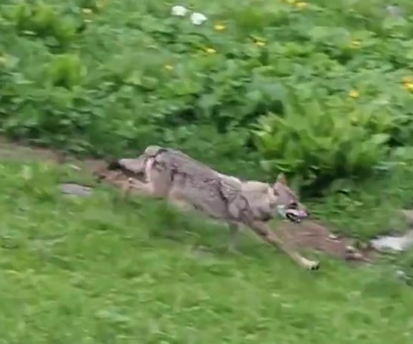 Погоню оленихи за волком снял на видео краснодарский фотограф