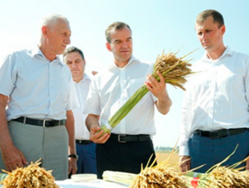 Краснодарский край идет на рекорд по урожайности вопреки непогоде