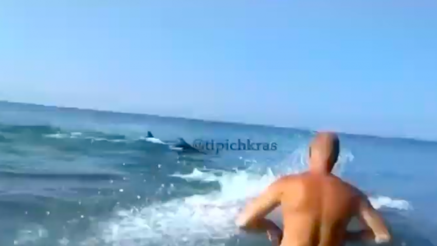 Дельфин ударил хвостом женщину в Краснодарском крае - видео