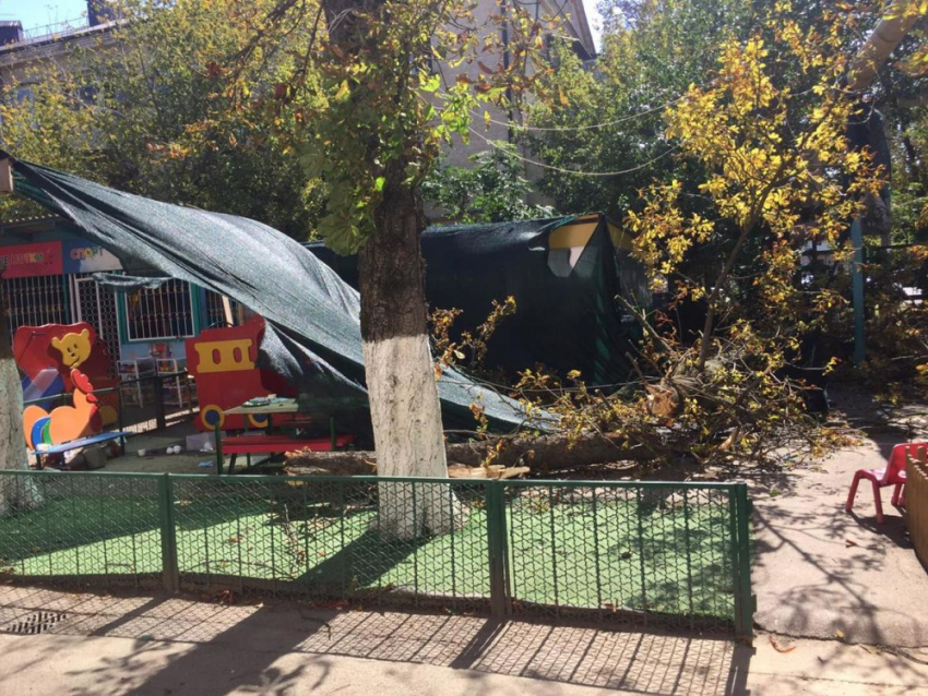 Названы обвиняемые в гибели воспитанницы краснодарского детсада из-за упавшего дерева