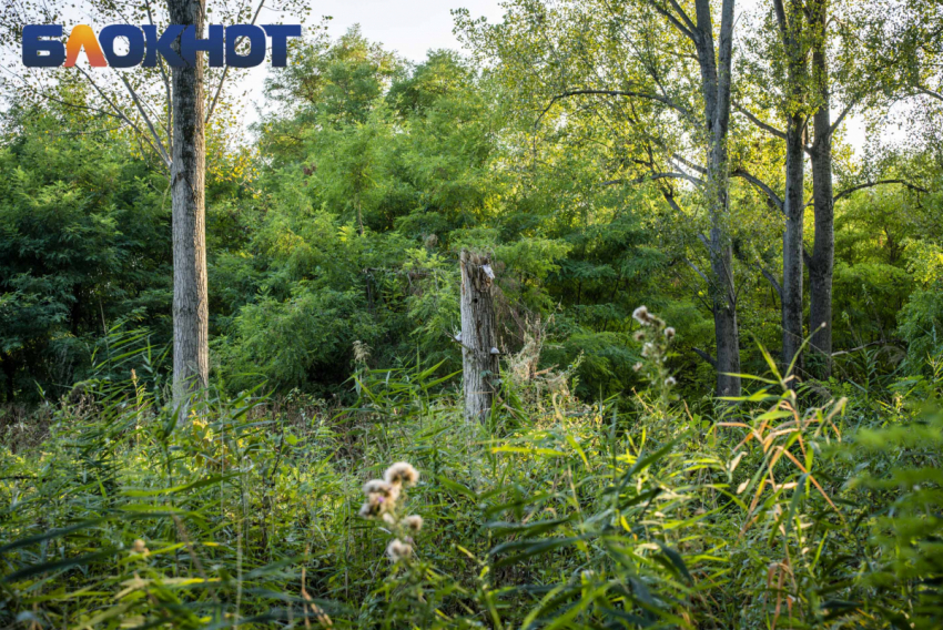 В Адыгее объявили о начале пожароопасного сезона