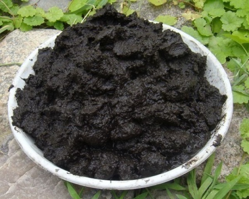 В Новороссийске ил превратят в энергию