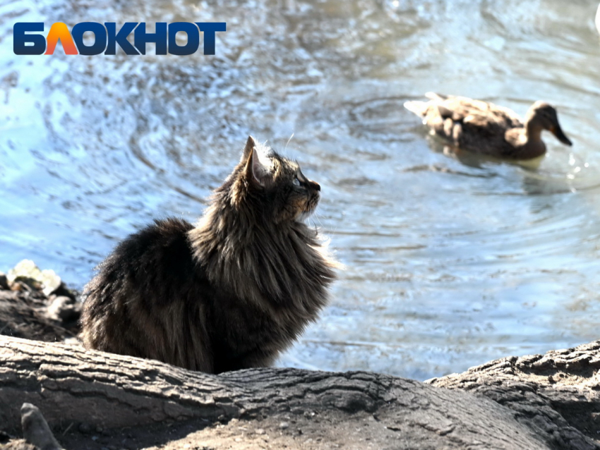 Солнце согреет Краснодар перед грядущим похолоданием