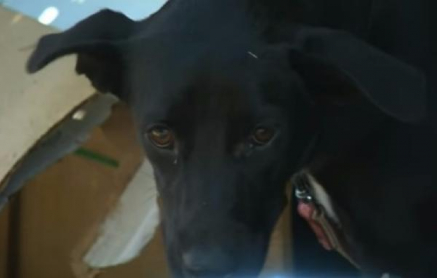 В Сочи на месте трагичной аварии спустя сутки нашли пострадавшую собаку
