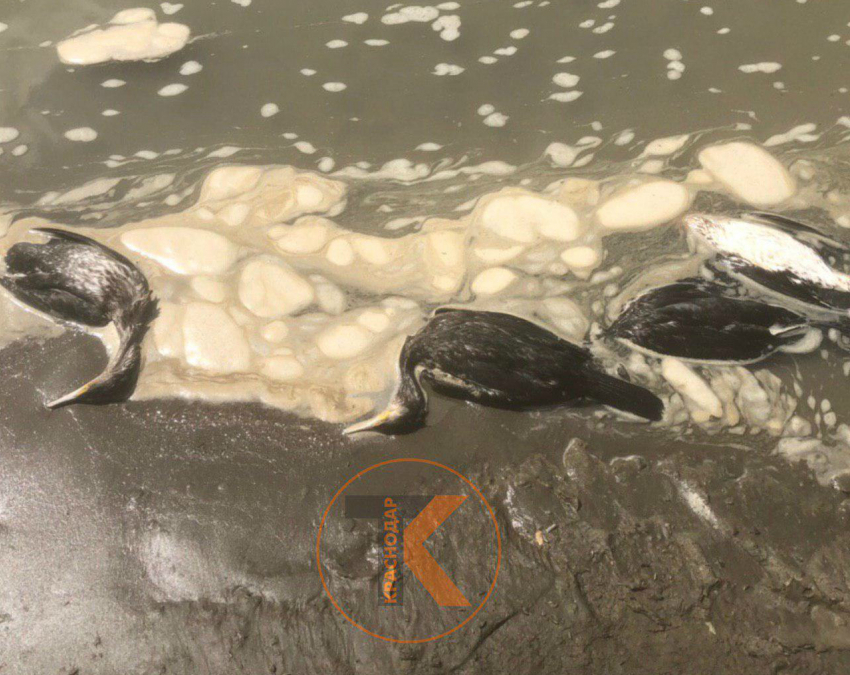 Новые жертвы экологии: трупы птиц обнаружены у реки Кубань в Краснодаре