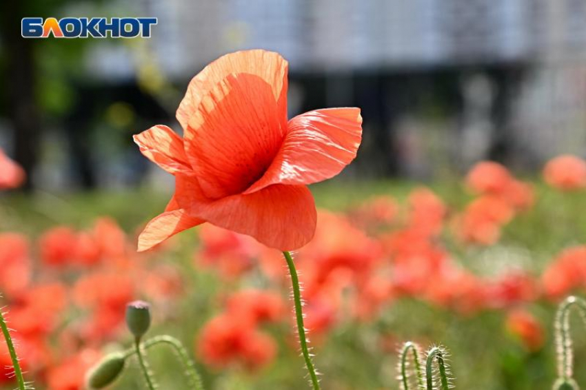 До +28 градусов прогреется воздух в Краснодаре сегодня 