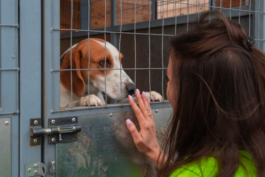 Любить нельзя прикармливать: почему приют – социальный трамплин для собак