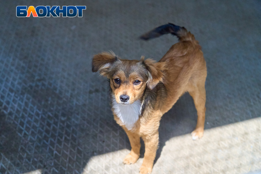 Очередной плановый отлов бродячих собак стартовал в Краснодаре 