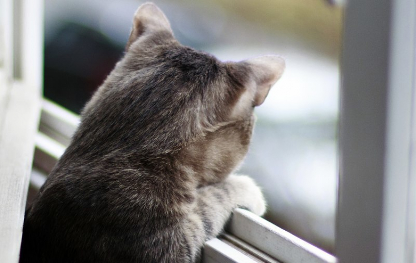  Тепло и без дождей будет на Кубани в субботу 