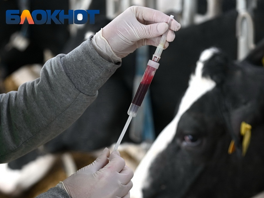 Вспышка опасной инфекции произошла в двух хозяйствах на Кубани