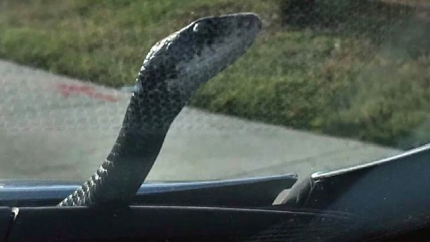 Змея оседлала машину на кубанском серпантине