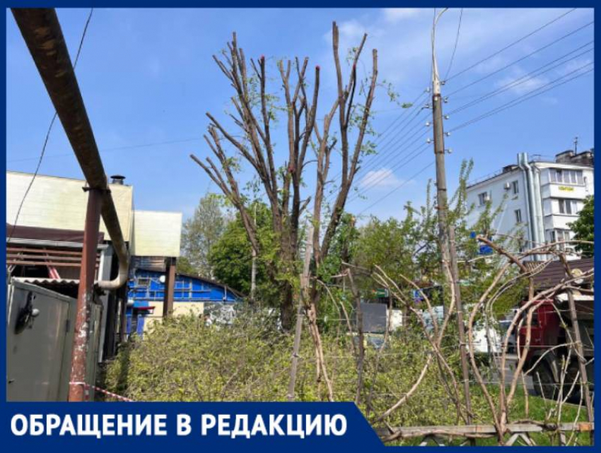 Краснодарку возмутила обрезка деревьев на улице Димитрова