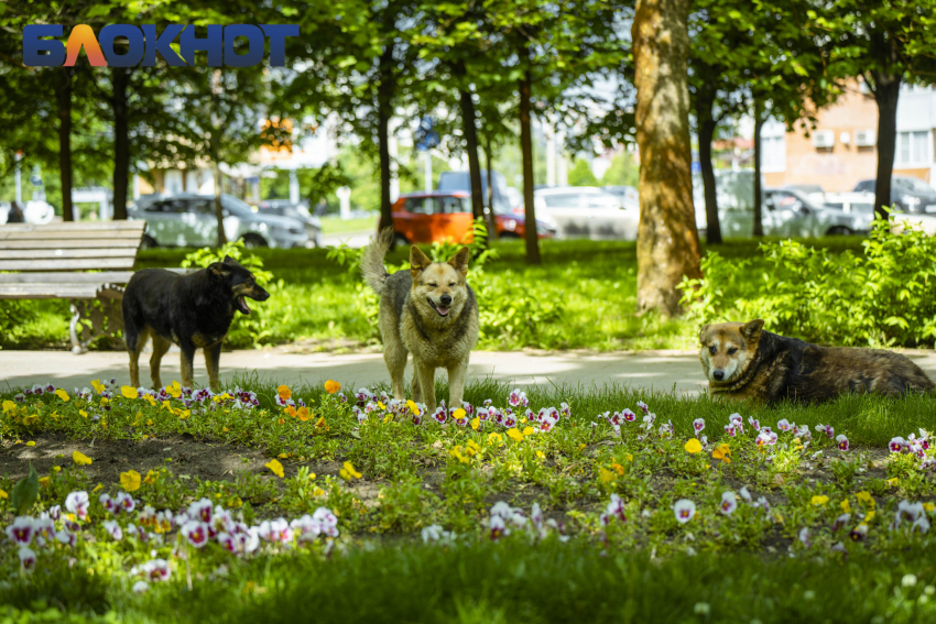 В Краснодарском крае в 2023 году собаки покусали 10 696 человек