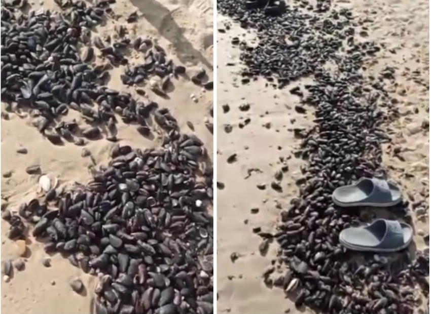 Тысячи мидий выбросило на морской берег в Краснодарском крае