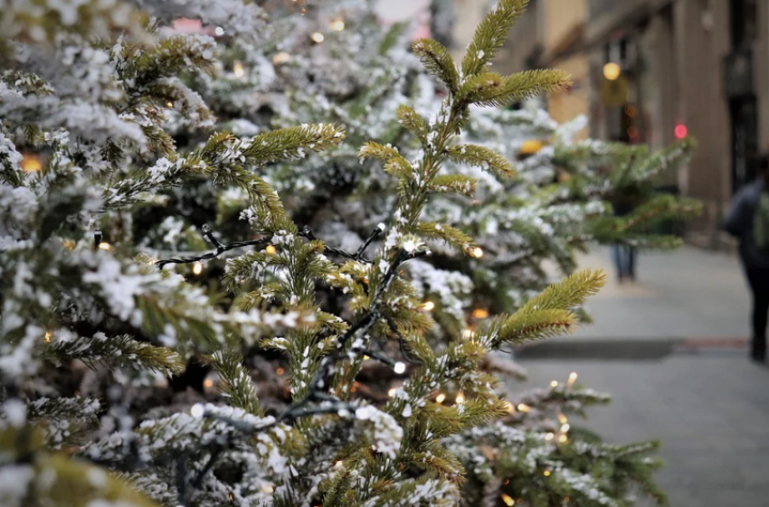 В мэрии Краснодара рассказали, сколько будут стоить новогодние елки 