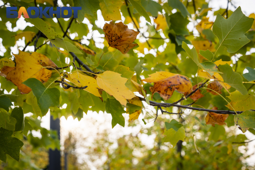 Важное в Краснодаре 24 ноября: до +14, и по гороскопу день неплохой. Завоевываем друзей, чистим зубы и варим щи  