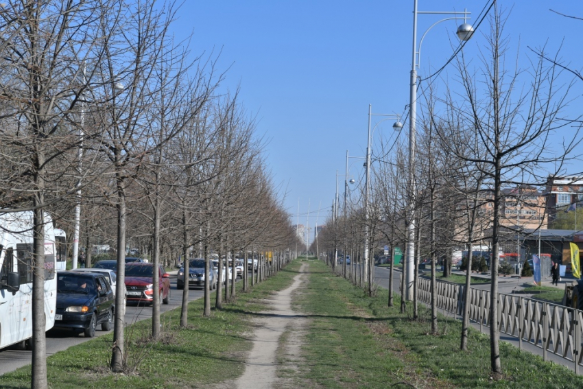 Почти 700 деревьев пересадят ради строительства новой трамвайной ветки в Краснодаре
