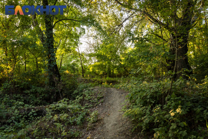 На Кубани проверили загадочную гибель более сотни диких кабанов