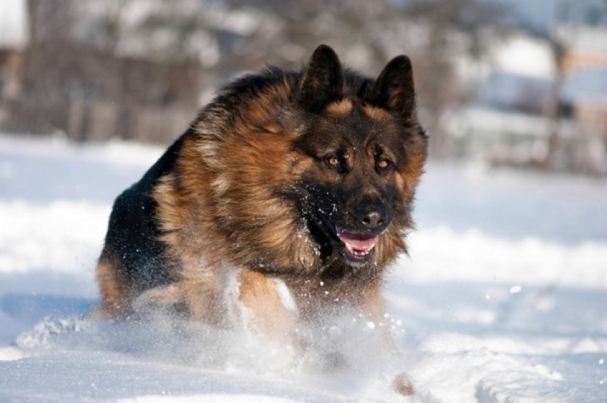 Камчатский пёс обнаружил мошенника, разыскиваемого на Кубани