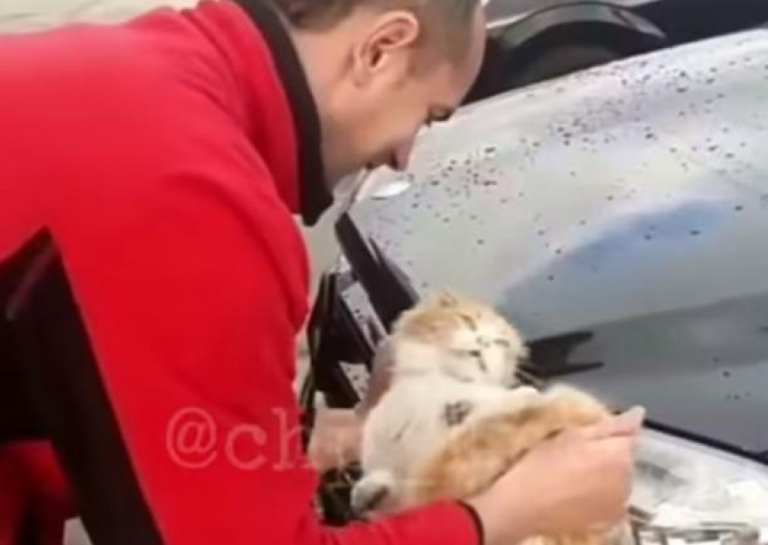 Живодер использовал кота как тряпку и мыл машину на Кубани