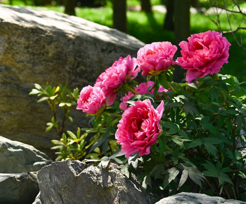Символ красоты и изобилия: в Японском саду Краснодара зацвели яркие пионы