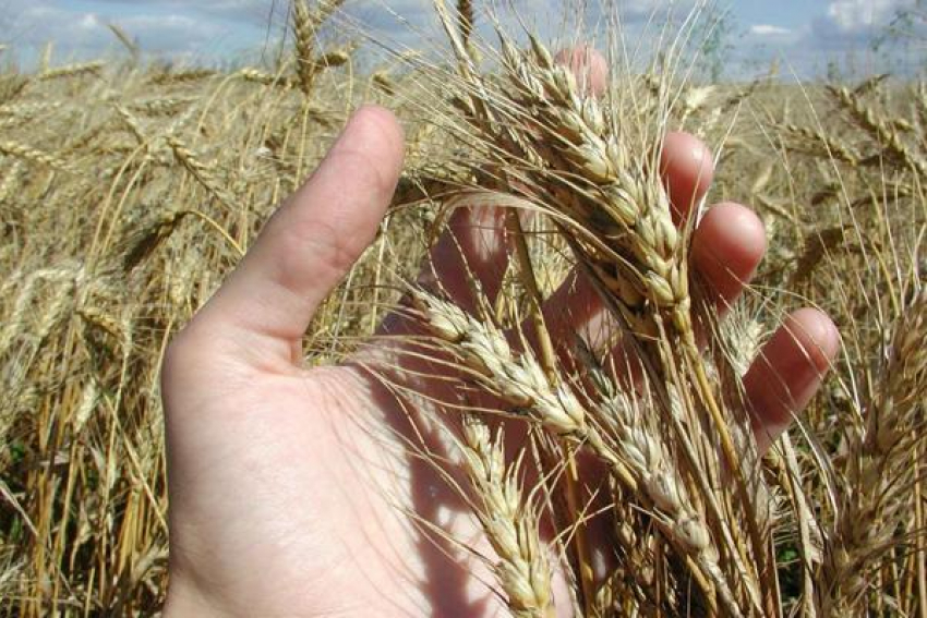 На Кубани планируют повысить урожайность зерна на 12%