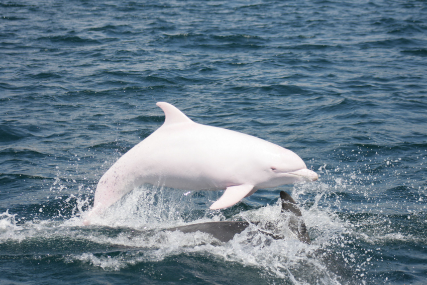 Эксперт объяснил феномен дельфина-альбиноса в Черном море 